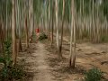 203 - alone in the forest path - MAJUMDAR KALLOL - india